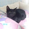 大人しい人も猫も犬も好きなベン君 サムネイル2