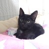 大人しい人も猫も犬も好きなベン君 サムネイル3
