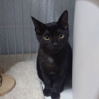 大人しい人も猫も犬も好きなベン君