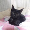 大人しい人も猫も犬も好きなベン君 サムネイル4