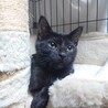 大人しい人も猫も犬も好きなベン君 サムネイル5