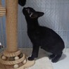 大人しい人も猫も犬も好きなベン君 サムネイル6