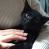 大人しい人も猫も犬も好きなベン君 サムネイル7