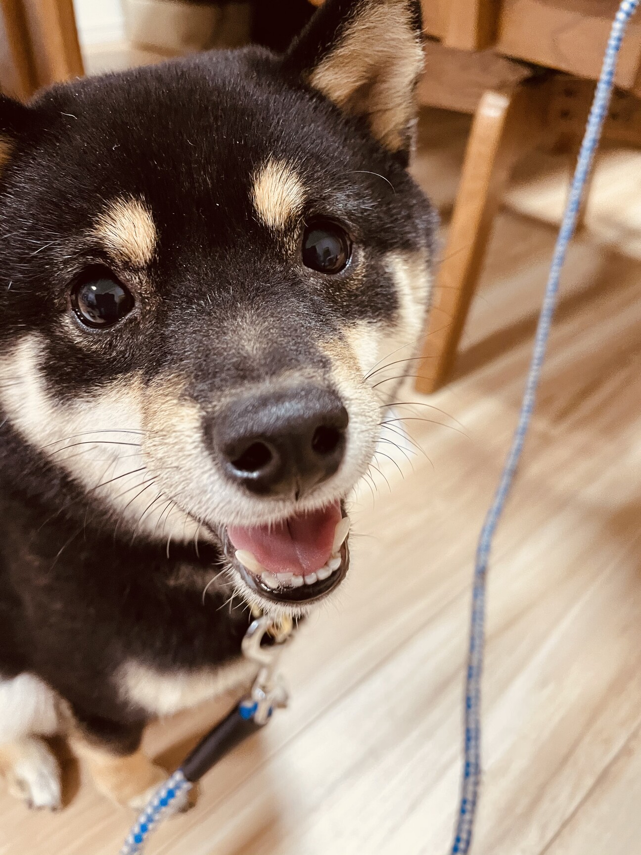 6歳の小さな柴犬「くりちゃん」を優しく迎えて下さい サムネイル1