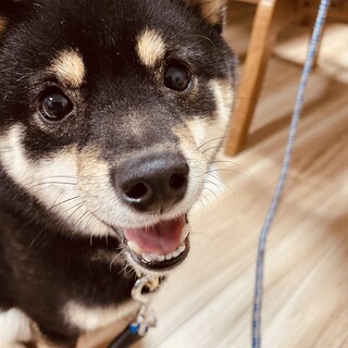 6歳の小さな柴犬「くりちゃん」を優しく迎えて下さい