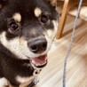 6歳の小さな柴犬「くりちゃん」を優しく迎えて下さい サムネイル1