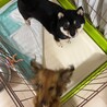 6歳の小さな柴犬「くりちゃん」を優しく迎えて下さい サムネイル2
