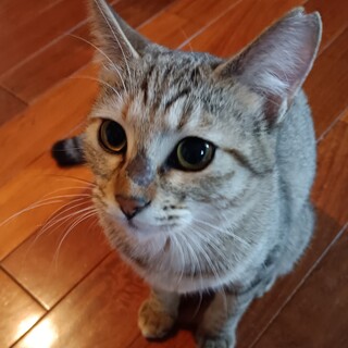 12/14高田馬場★れおはちゃん★おてんば娘