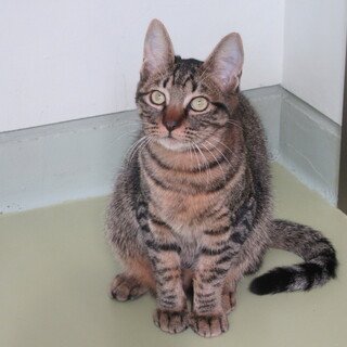 人懐こいマウイくん(2025-CS019)