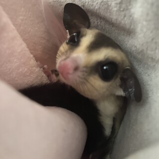 生後2ヶ月フクロモモンガの里親募集