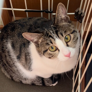 キジ模様がワンショルダーの女の子