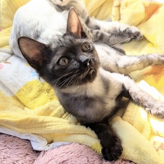 人も猫も犬も好き本当はふわふわアポロ君