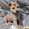 2ヶ月のかわいい「マロンちゃん」 サムネイル3