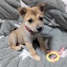 2ヶ月のかわいい「マロンちゃん」 サムネイル4