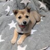 2ヶ月のかわいい「マロンちゃん」 サムネイル5