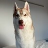 シベリアンハスキー3歳甘えん坊な男の子 サムネイル1