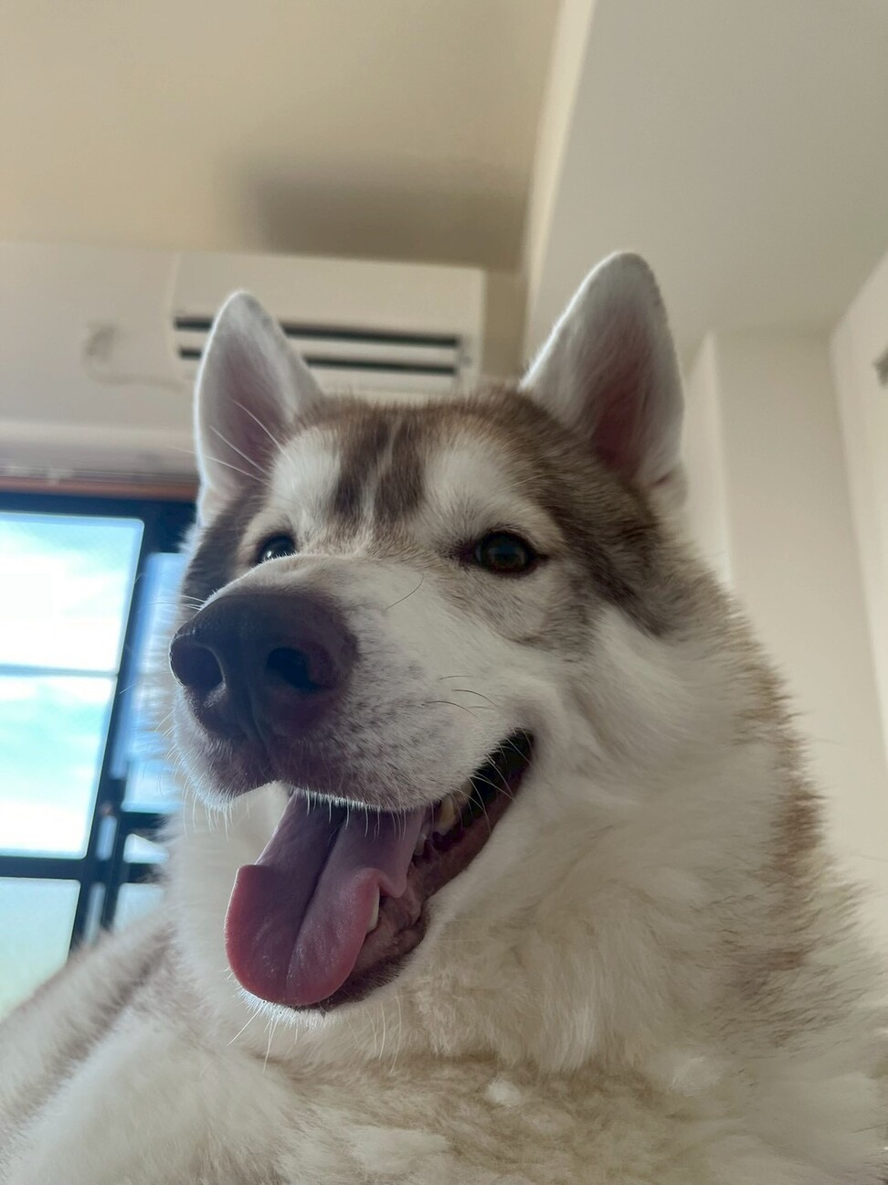 シベリアンハスキー3歳甘えん坊な男の子 サムネイル3