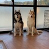 シベリアンハスキー3歳甘えん坊な男の子 サムネイル4