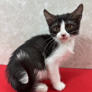 肉球に汗かきながら譲渡会！遊ぶの大好き❤キキ