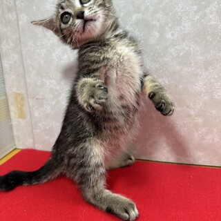 ���Z�͗����Ă镨�����ł��I���`���ɂ��܂���ԗ�