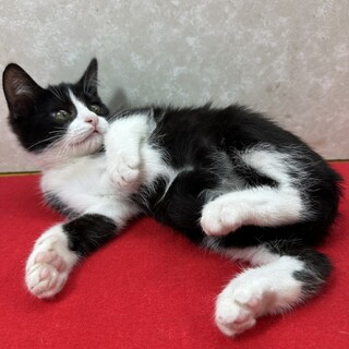 ゆったり、まったりな性格！単身者、初心者向き❤タマ