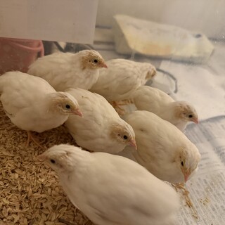 白姫うずらの雛