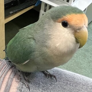 迷子だったコザクラインコを飼って下さる方募集