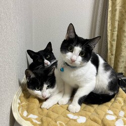 in江南市☆クリスマス☆猫達をオウチに迎えよう2025年12月14日（日）ちーむにゃいんず