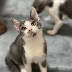 in江南市☆クリスマス☆猫達をオウチに迎えよう2025年12月14日（日）ちーむにゃいんず サムネイル3