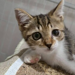 in名古屋市☆クリスマス☆猫達をオウチに迎えよう2025年12月14日（日）ちーむにゃいんず サムネイル1