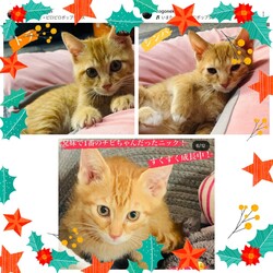 in名古屋市☆クリスマス☆猫達をオウチに迎えよう2025年12月14日（日）ちーむにゃいんず サムネイル2