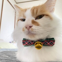 in名古屋市☆クリスマス☆猫達をオウチに迎えよう2025年12月14日（日）ちーむにゃいんず サムネイル3