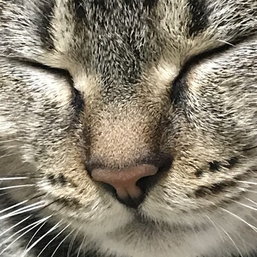 良いお顔