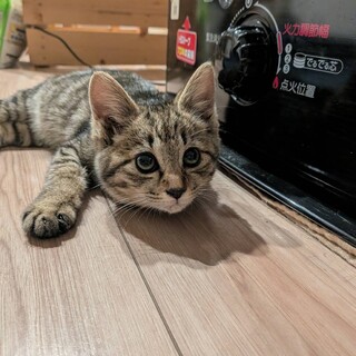 生後2〜3ヶ月のキジトラ女の子