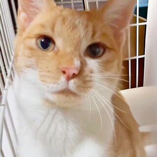 マイペースな甘えん坊の茶白くん