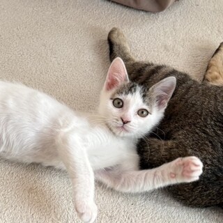 頑張って大きくなったよミーミーミーちゃん