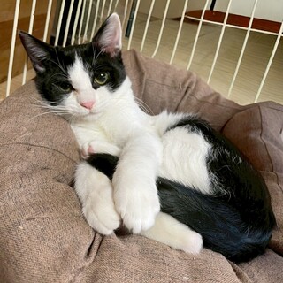 人懐こいハチワレのチビハチくん