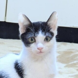 ちょっとシャイで控えめの女の子サンちゃん