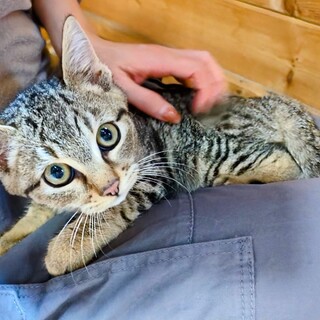 生後2か月半のキジトラの男の子