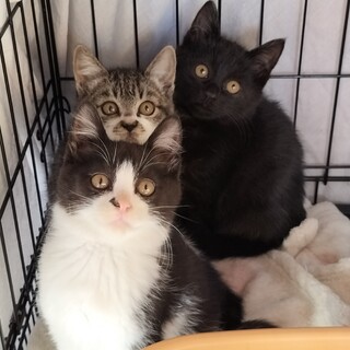 顔も目もまんまる♡可愛いすぎ３兄妹