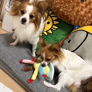 2匹の兄弟です。とても人懐こいです。