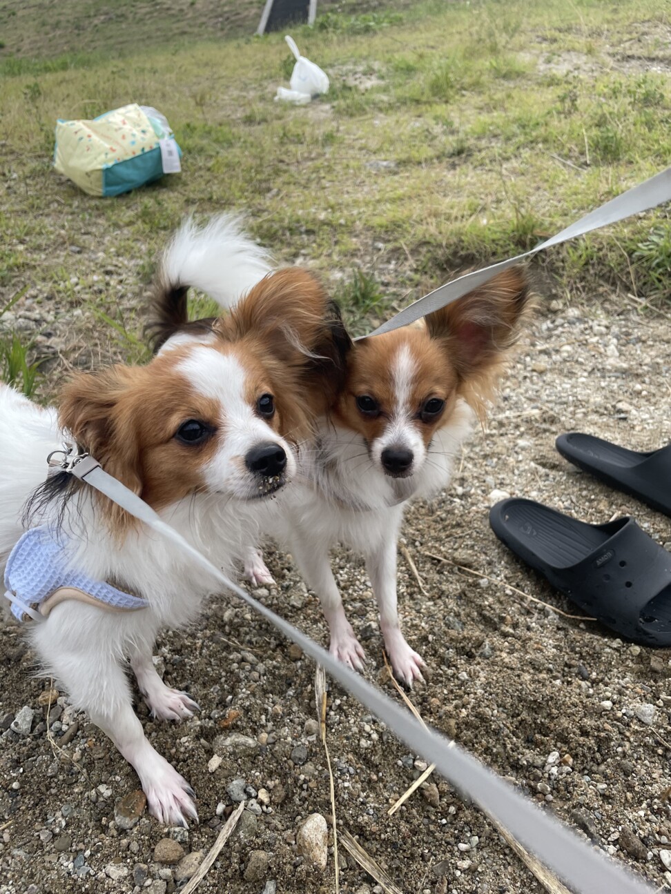 2匹の兄弟です。とても人懐こいです。 サムネイル4