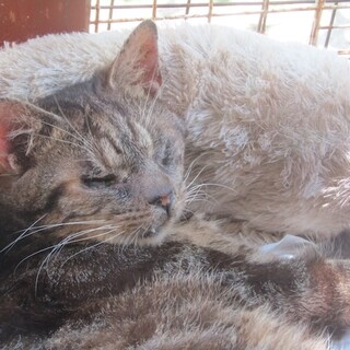 人の手助けが必要な可愛い男の子、整（なり）です。