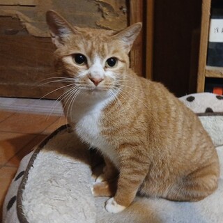 甘えん坊で食いしん坊の下半身不随の可愛い咸です。