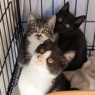 顔も目もまんまる♡可愛いすぎ３兄妹