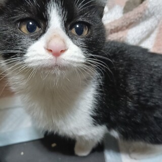 まんまる お目目の白黒 ハチワレ女の子 2ヶ月半