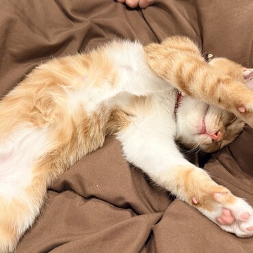 ペットのおうちで迎えた猫です