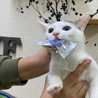 【6ヵ月♂】白ブチ　にぎりくん