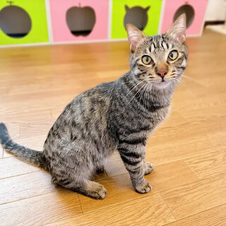 甘えん坊度１２０％♡ 元気いっぱいキジトラくん！