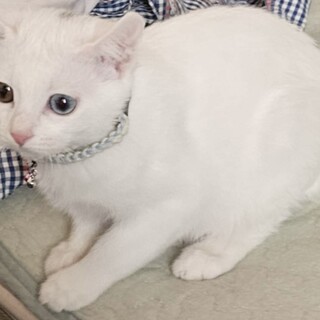 オッドアイのミルクちゃん